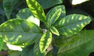 مركب جرومين - يعمل على تصحيح أعراض الزنك للوصول لانتاجية عالية - من شركة الساقية للصناعات الزراعية 2023 3 وظائف الزنك في النبات - أعرا ض نقص الزنك في النبات