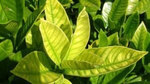 جريت فيد كالبور - يساعد النباتات في نجاح عملية التلقيح و الاخصاب و اكتمال العقد - من شركة الساقية للصناعات الزراعية2023 3 أعراض نقص الكالسيوم في النبات - وظائف الكالسيوم في النبات