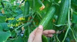 مركب اتيفو - افضل مركب لمعالجة اعراض نقص البورون من شركة الساقية للتنمية الزراعية 2023 3 وظائف البورون في النبات - أعراض نقص البورون في النبات