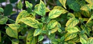 مركب جرينر - يعمل على تنشيط المجموع الخضري دون التأثير على التزهير من شركة الساقية لصناعات الزراعية 2023 3 وظائف النيتروجين في النبات - أعراض نقص النيتروجين في النبات