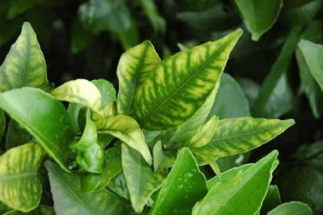 وظائف الزنك في النبات - أعراض نقص الزنك في النبات
