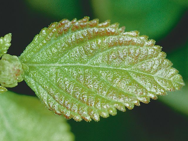 فوائد الفسفور في النبات -  أضرار نقص الفوسفور في النبات