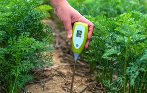 testing-soil-GettyImages-1189942802