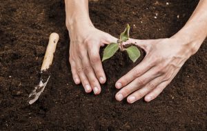 اسمدة وقائية