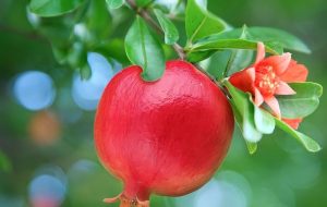 التزهير وعقد الثمار