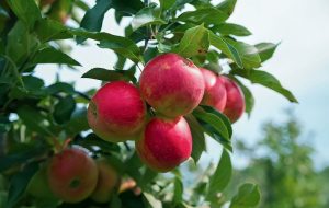 النضج وزيادة الحجم