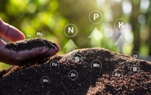 مغذيات عناصر صغرى