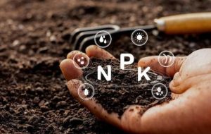 مغذيات العناصر الكبرى - مغذيات عناصر كبرى