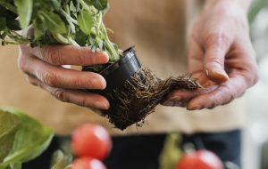 شركة الساقية للصناعات الزراعية